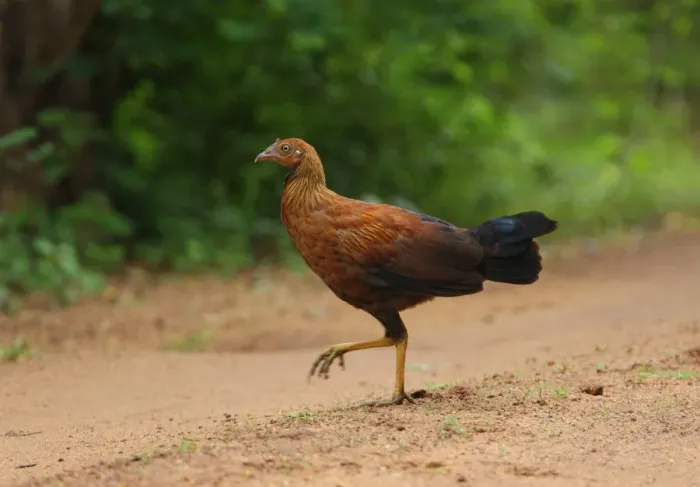 Framed Print : Ceylon Junglefowl (Gallus lafayetii) immature male, walking on track, Sinharaja Forest N. P. Sri Lanka, december Framed Print : Ceylon Junglefowl (Gallus lafayetii) immature male, walking on track, Sinharaja Forest N. P. Sri Lanka, december