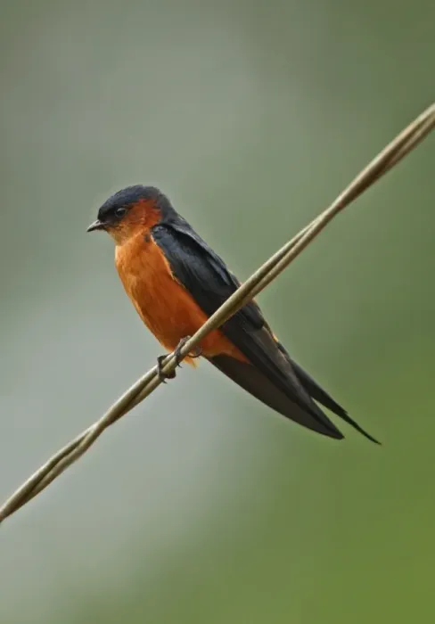 Framed Print : Ceylon Swallow (Hirundo daurica hyperythra) endemic race, adult, perched on wire, Sri Lanka, december Framed Print : Ceylon Swallow (Hirundo daurica hyperythra) endemic race, adult, perched on wire, Sri Lanka, december