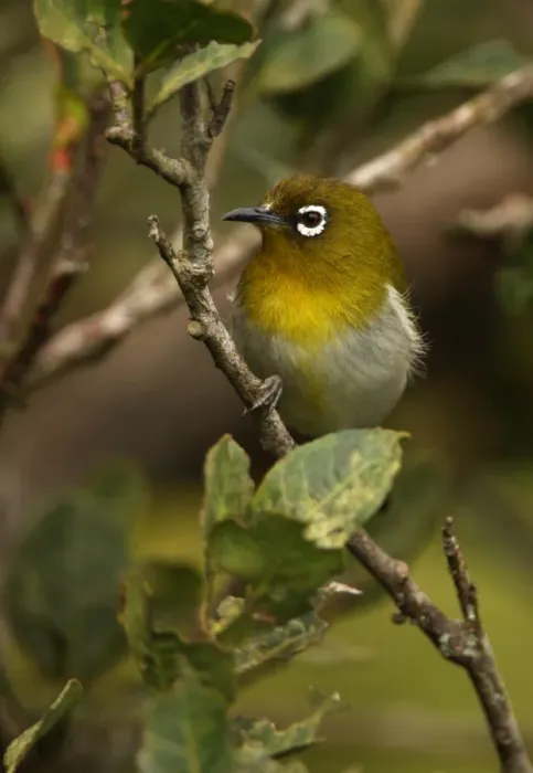 Framed Print : Ceylon White-eye (Zosterops ceylonensis) adult, perched on twig, Horton Plains N. P. Sri Lanka, december Framed Print : Ceylon White-eye (Zosterops ceylonensis) adult, perched on twig, Horton Plains N. P. Sri Lanka, december