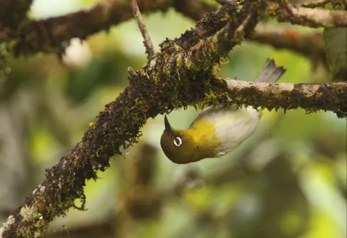 Framed Print : Ceylon White-eye (Zosterops ceylonensis) adult, foraging, hanging from mossy twig, Horton Plains N. P. Sri Lanka, december Framed Print : Ceylon White-eye (Zosterops ceylonensis) adult, foraging, hanging from mossy twig, Horton Plains N. P. Sri Lanka, december