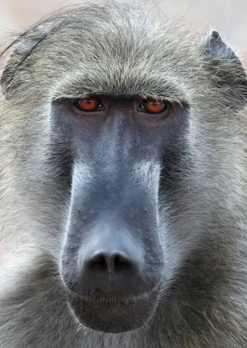 Framed Print : Chacma Baboon (Papio ursinus) adult male, close-up of head, Chobe N. P. Botswana Framed Print : Chacma Baboon (Papio ursinus) adult male, close-up of head, Chobe N. P. Botswana