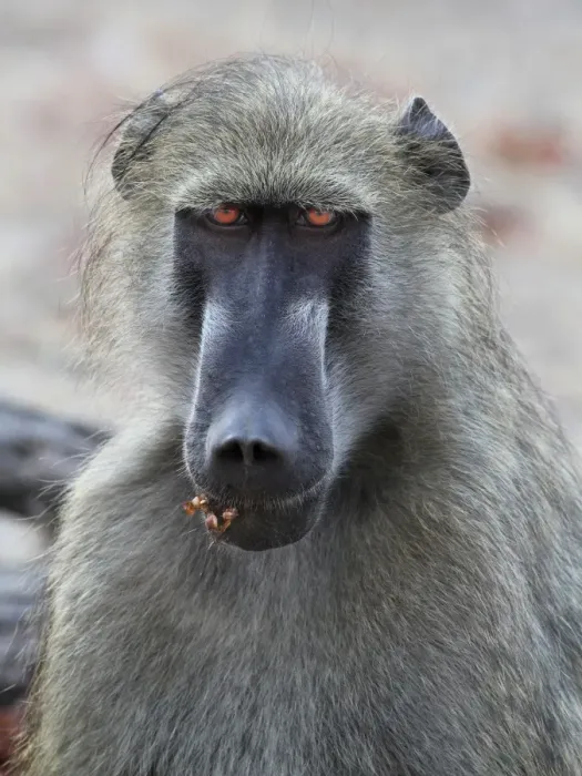 Framed Print : Chacma Baboon (Papio ursinus) adult male, close-up of head, Chobe N. P. Botswana Framed Print : Chacma Baboon (Papio ursinus) adult male, close-up of head, Chobe N. P. Botswana