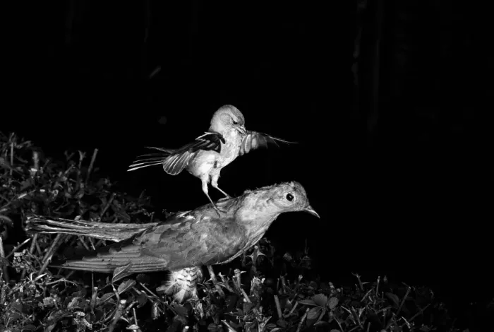 Framed Print : Chaffinch attacking a stuffed Cuckoo Staverton 1948. Photographed by Eric Hosking using a High Speed Flash unit to stop Framed Print : Chaffinch attacking a stuffed Cuckoo Staverton 1948. Photographed by Eric Hosking using a High Speed Flash unit to stop