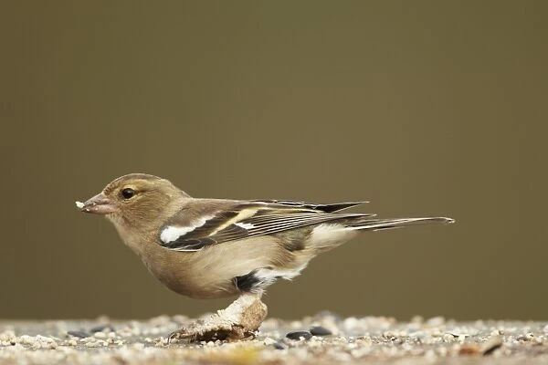 Chaffinch (Fringilla coelebs) adult female, with legs covered in scales caused by Knemidocoptes mites