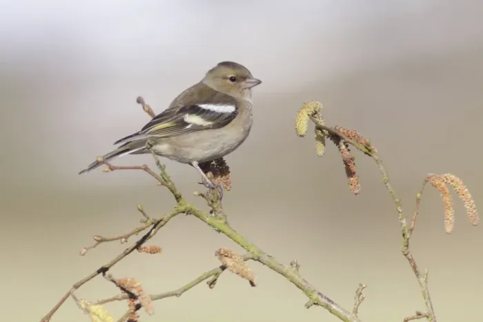 Framed Print : Chaffinch (Fringilla coelebs) adult female, perched on Common Hazel (Corylus avellana) twig with catkins Framed Print : Chaffinch (Fringilla coelebs) adult female, perched on Common Hazel (Corylus avellana) twig with catkins