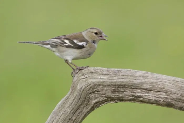 Framed Print : Chaffinch (Fringilla coelebs) adult female, calling, perched on dead branch, West Yorkshire, England, May Framed Print : Chaffinch (Fringilla coelebs) adult female, calling, perched on dead branch, West Yorkshire, England, May