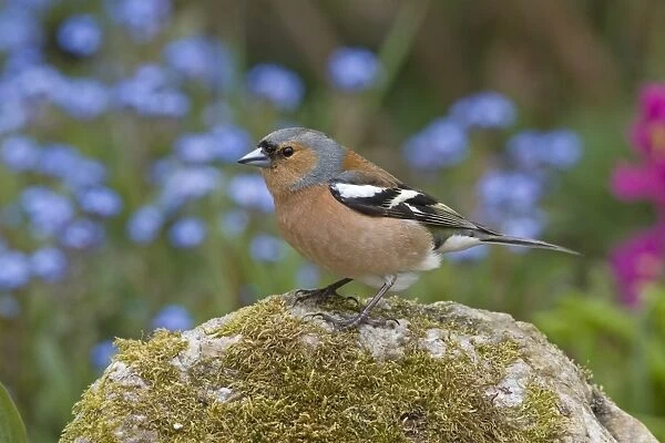 Chaffinch (Fringilla coelebs) adult male, perched on rock in garden, England, june