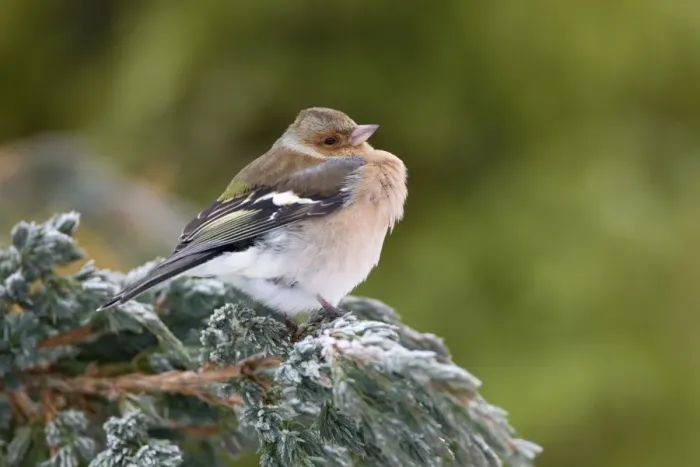 Framed Print : Chaffinch (Fringilla coelebs) adult male, with feathers fluffed up, perched on snow covered conifer shrub in garden, Chirnside, Berwickshire, Scottish Borders, Scotland, december