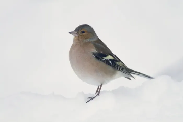Framed Print : Chaffinch (Fringilla coelebs) adult male, standing in snow covered garden, Chirnside, Berwickshire, Scotland, december Framed Print : Chaffinch (Fringilla coelebs) adult male, standing in snow covered garden, Chirnside, Berwickshire, Scotland, december