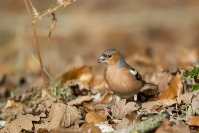 Framed Print : Chaffinch (Fringilla coelebs) adult male, feeding, foraging amongst leaf litter on forest floor, New Forest N. P