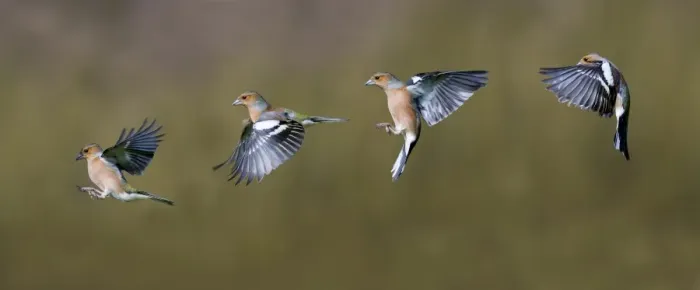 Framed Print : Chaffinch (Fringilla coelebs) adult male, flight sequence, Dumfries and Galloway, Scotland, march Framed Print : Chaffinch (Fringilla coelebs) adult male, flight sequence, Dumfries and Galloway, Scotland, march