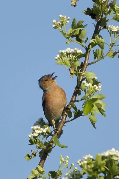 Chaffinch (Fringilla coelebs) adult male, singing, perched on hawthorn twig with blossom, Essex, England, May