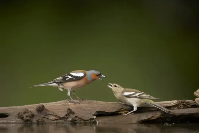 Framed Print : Chaffinch (Fringilla coelebs) adult male and female, squabbling at edge of forest pool, Hungary Framed Print : Chaffinch (Fringilla coelebs) adult male and female, squabbling at edge of forest pool, Hungary
