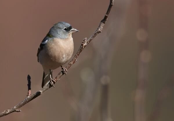 Chaffinch (Fringilla coelebs africana) North African subspecies, adult male, perched on twig, Morocco, february
