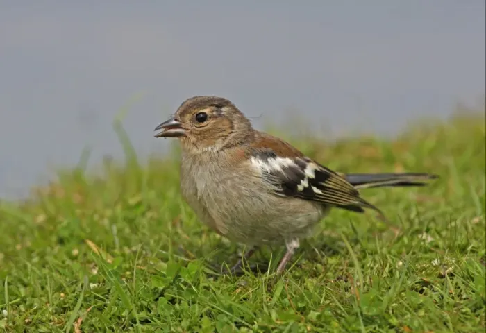 Framed Print : Chaffinch (Fringilla coelebs) juvenile, feeding on ground, Norfolk, England, july Framed Print : Chaffinch (Fringilla coelebs) juvenile, feeding on ground, Norfolk, England, july
