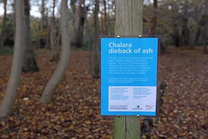 Framed Print : Chalara dieback of ash sign in woodland with trees infected with highly contagious fungal disease, Lower Wood Reserve Framed Print : Chalara dieback of ash sign in woodland with trees infected with highly contagious fungal disease, Lower Wood Reserve