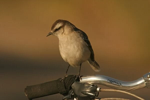 Chalk-browed Mockingbird (Mimus saturninus) adult, perched on bicycle handlebars, Costanera Sur Reserve, Buenos Aires