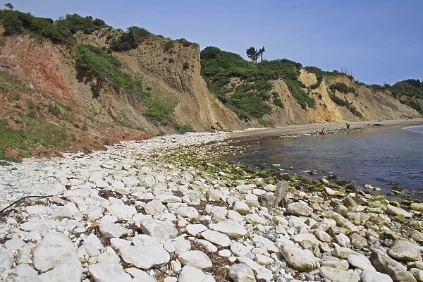 Chalk rocks on beach, with eroded sand and clay sea cliffs, Whitecliff Bay, Isle of Wight, England, june