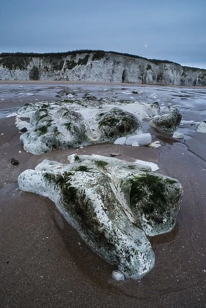 Chalk rocks on beach at low tide in morning, Kingsgate Bay, Broadstairs, Kent, England, January
