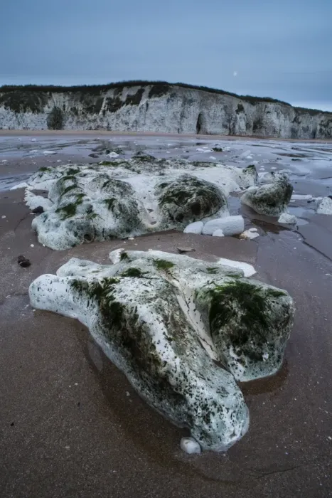 Framed Print : Chalk rocks on beach at low tide in morning, Kingsgate Bay, Broadstairs, Kent, England, January Framed Print : Chalk rocks on beach at low tide in morning, Kingsgate Bay, Broadstairs, Kent, England, January