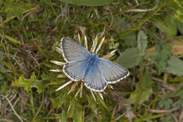 Chalkhill Blue (Lysandra coridon) adult male, feeding on flower, at Iron Age hillfort, Warham Camp, Warham, Norfolk