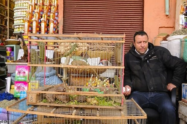 Chameleons and tortoises for sale as pets in market, Marrakesh, Morocco, january
