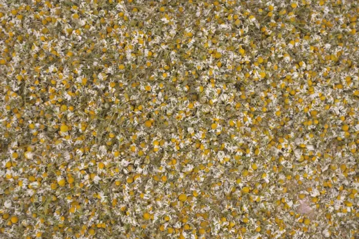 Framed Print : Chamomile, drying harvested flowers to use as tea, Spain, may Framed Print : Chamomile, drying harvested flowers to use as tea, Spain, may