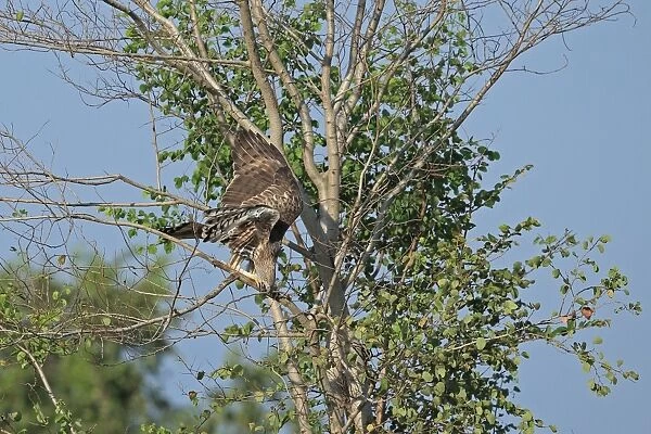 Changeable Hawk-eagle (Nisaetus cirrhatus ceylanensis) adult, collecting branch for nesting material, Sri Lanka
