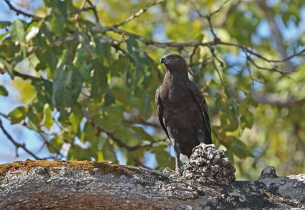 Changeable Hawk-eagle (Nisaetus cirrhatus limnaeetus) dark morph, adult, perched on branch, near Tmatboey, Cambodia