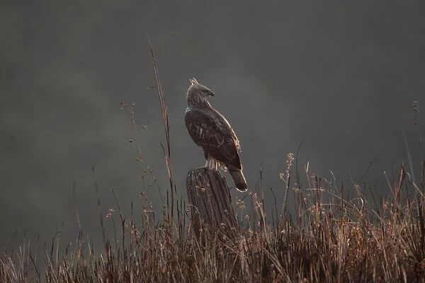 Changeable Hawk-eagle (Nisaetus cirrhatus) adult, perched on stump, Corbett N. P. Uttarakhand, India, february