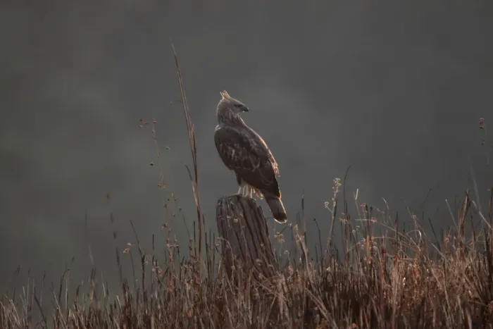 Framed Print : Changeable Hawk-eagle (Nisaetus cirrhatus) adult, perched on stump, Corbett N. P. Uttarakhand, India, february
