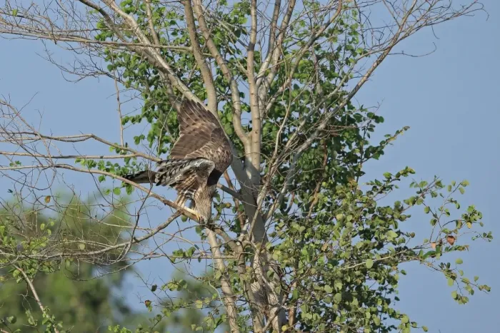 Framed Print : Changeable Hawk-eagle (Nisaetus cirrhatus ceylanensis) adult, collecting branch for nesting material, Sri Lanka Framed Print : Changeable Hawk-eagle (Nisaetus cirrhatus ceylanensis) adult, collecting branch for nesting material, Sri Lanka