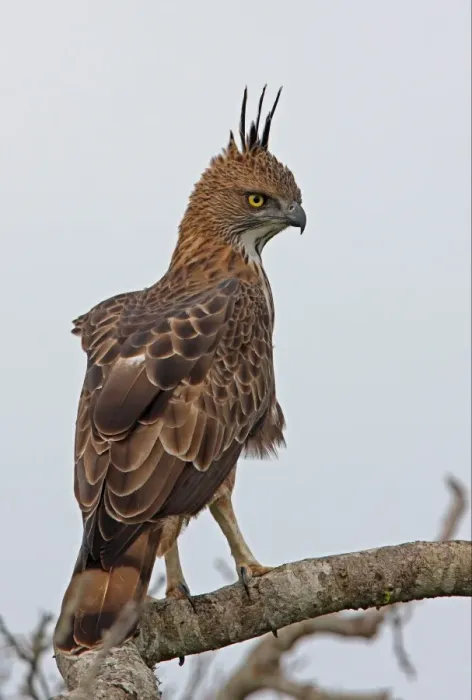 Framed Print : Changeable Hawk-eagle (Spizaetus cirrhatus ceylanensis) endemic race, adult, perched on branch, Bundala N. P. Sri Lanka, december Framed Print : Changeable Hawk-eagle (Spizaetus cirrhatus ceylanensis) endemic race, adult, perched on branch, Bundala N. P. Sri Lanka, december