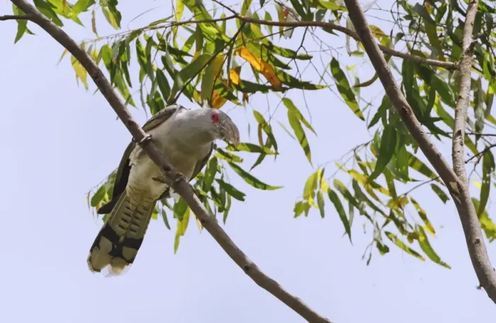 Framed Print : Channel-billed Cuckoo (Scythrops novaehollandiae) adult, perched on branch, Atherton Tableland, Great Dividing Range Framed Print : Channel-billed Cuckoo (Scythrops novaehollandiae) adult, perched on branch, Atherton Tableland, Great Dividing Range