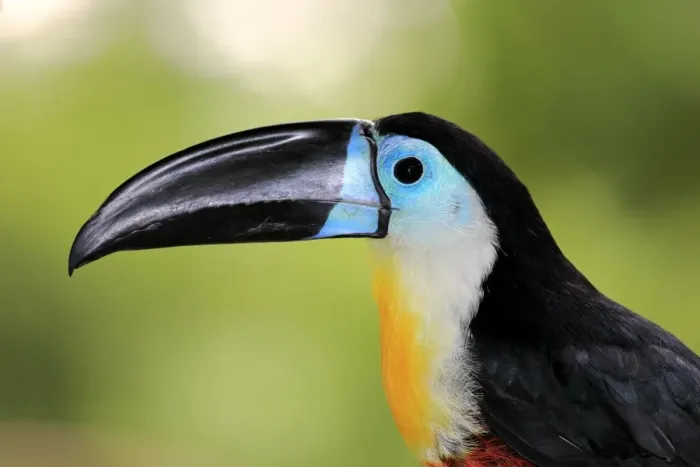 Framed Print : Channel-billed Toucan (Ramphastos vitellinus vitellinus) adult, close-up of head (captive)
