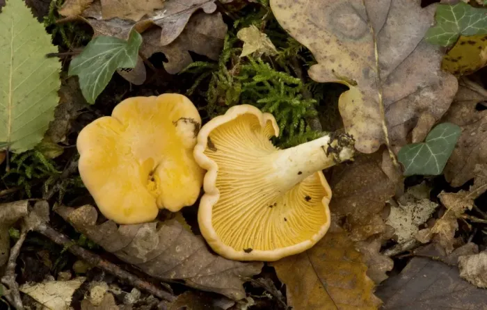 Framed Print : Chanterelle (Cantharellus cibarius) fruiting bodies, in deciduous woodland, Dordogne, France, November