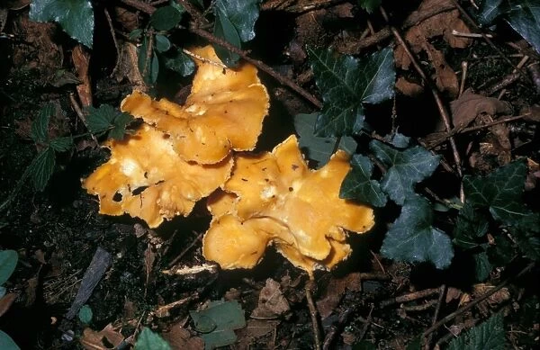 Chanterelle Mushroom (Cantharellus cibarius)