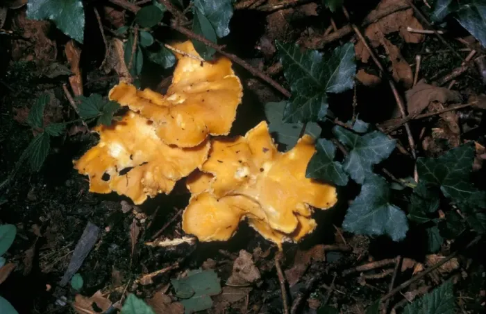 Framed Print : Chanterelle Mushroom (Cantharellus cibarius) Framed Print : Chanterelle Mushroom (Cantharellus cibarius)