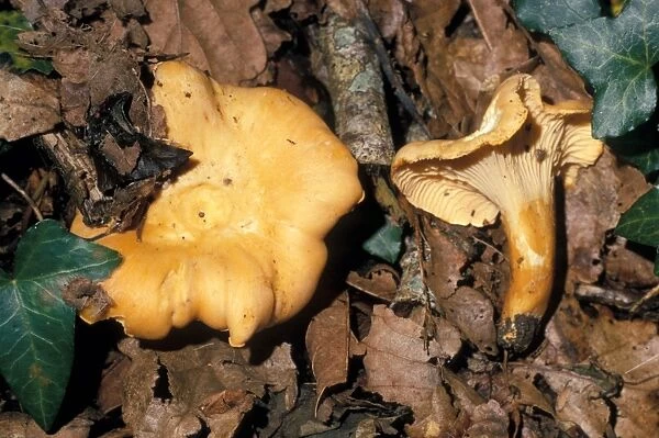 Chanterelle Mushroom (Cantharellus cibarius) Amongst dead leaves - Hawkes Wood, Cornwall - July