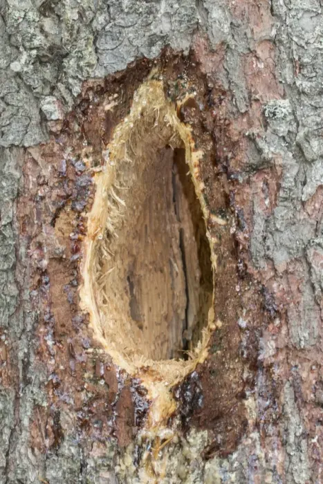 Framed Print : A characteristic elongated rectangular hole excavated by a black woodpecker Framed Print : A characteristic elongated rectangular hole excavated by a black woodpecker