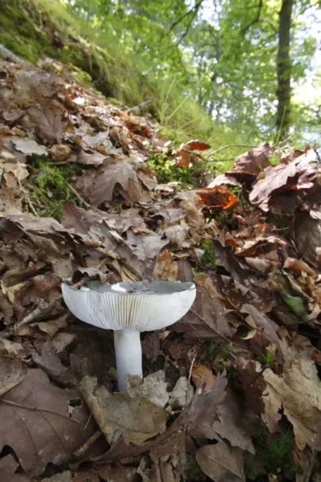 Framed Print : Charcoal Burner (Russula cyanoxantha) fruiting body, growing on slope amongst leaf litter in oak woodland, Powys Framed Print : Charcoal Burner (Russula cyanoxantha) fruiting body, growing on slope amongst leaf litter in oak woodland, Powys