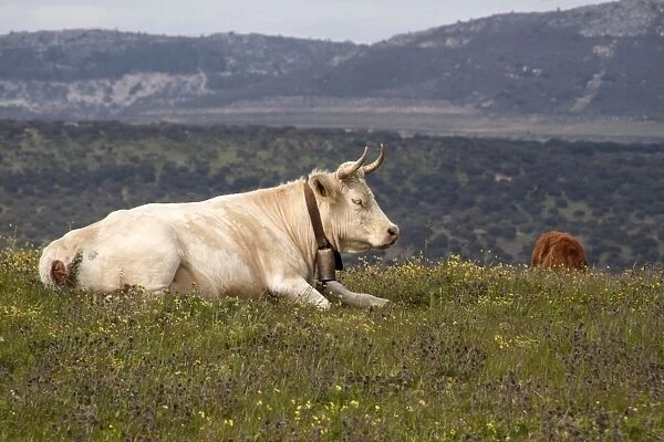 Charolais cow with bell collar - Extremadura, Spain