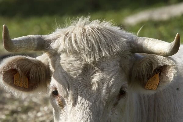 Charolais cow with horns and ear tags - Extremadura, Spain