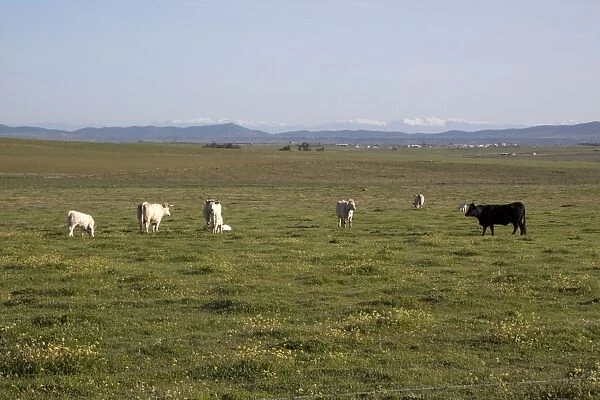 Charolais cows and one Andalusian black cow - Extremadura, Spain
