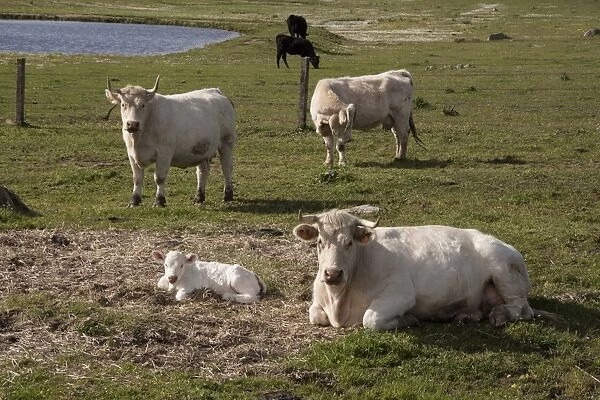Charolais cows with newly born calf which does not yet have its ear tags- Extremadura, Spain