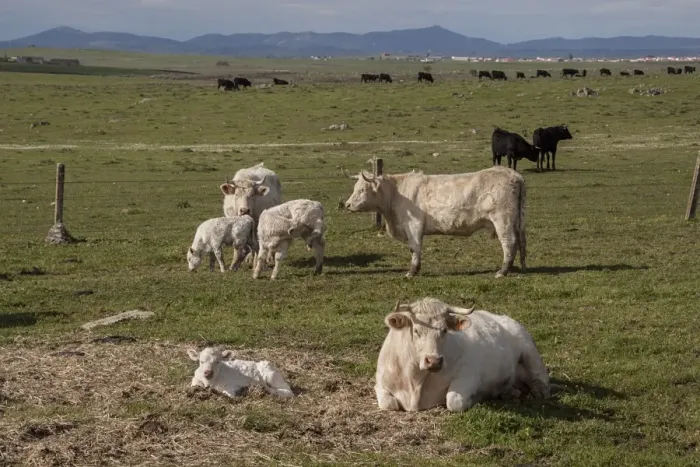 Framed Print : Charolais cows with newly born calf which does not yet have its ear tags- Extremadura, Spain