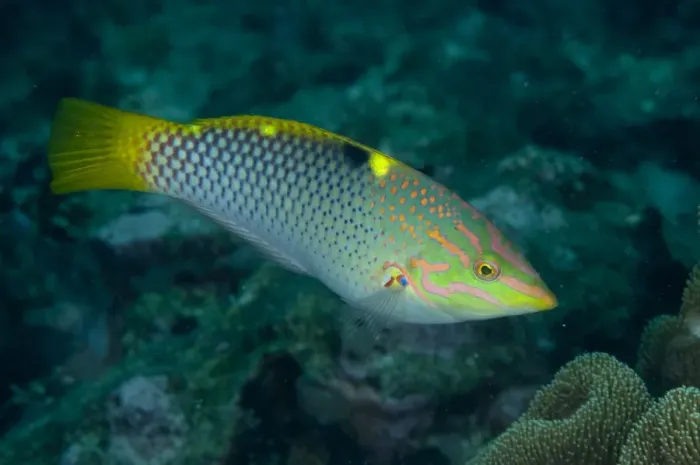 Framed Print : Checkerboard Wrasse (Halichoeres hortulanus) adult, swimming over reef, Lembeh Straits, Sulawesi, Sunda Islands