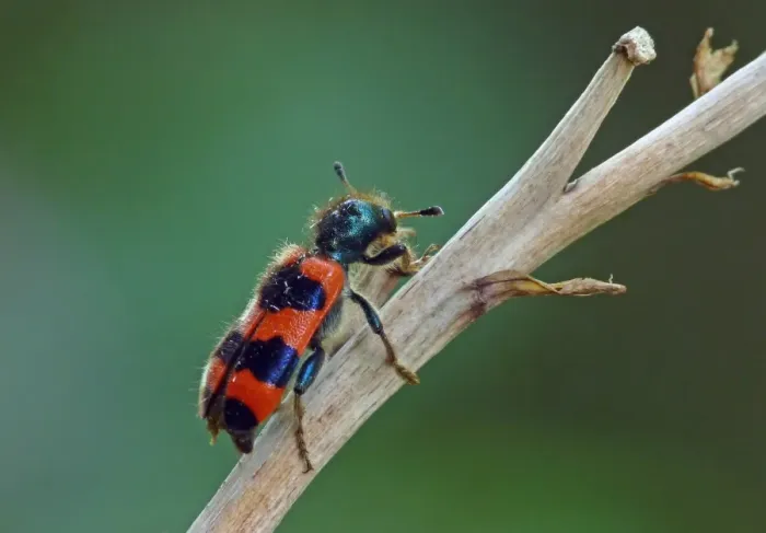 Framed Print : Checkered Bee Beetle (Trichodes apiarius) adult, resting on stem, Italy, july