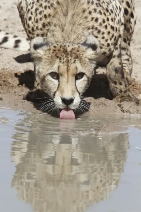Framed Print : Cheetah (Acinonyx jubatus) adult, drinking at waterhole, Kalahari Gemsbok N. P. Kgalagadi Transfrontier Park, South Africa Framed Print : Cheetah (Acinonyx jubatus) adult, drinking at waterhole, Kalahari Gemsbok N. P. Kgalagadi Transfrontier Park, South Africa