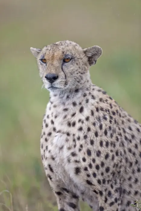 Framed Print : Cheetah (Acinonyx jubatus) adult, close-up of head and shoulders, during rainfall, Serengeti N. P. Tanzania, november Framed Print : Cheetah (Acinonyx jubatus) adult, close-up of head and shoulders, during rainfall, Serengeti N. P. Tanzania, november